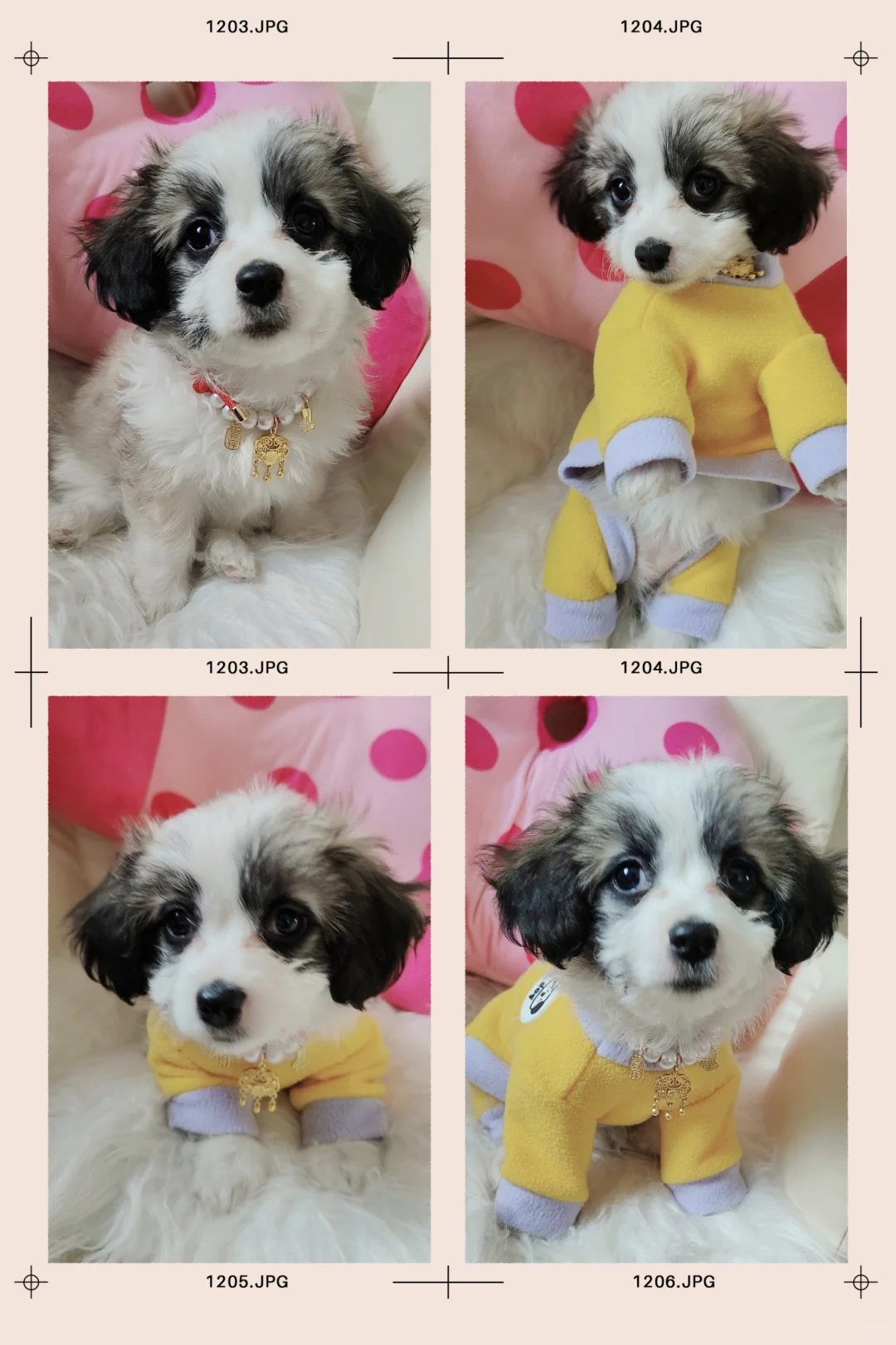快2个月——小奶狗MM求包养……