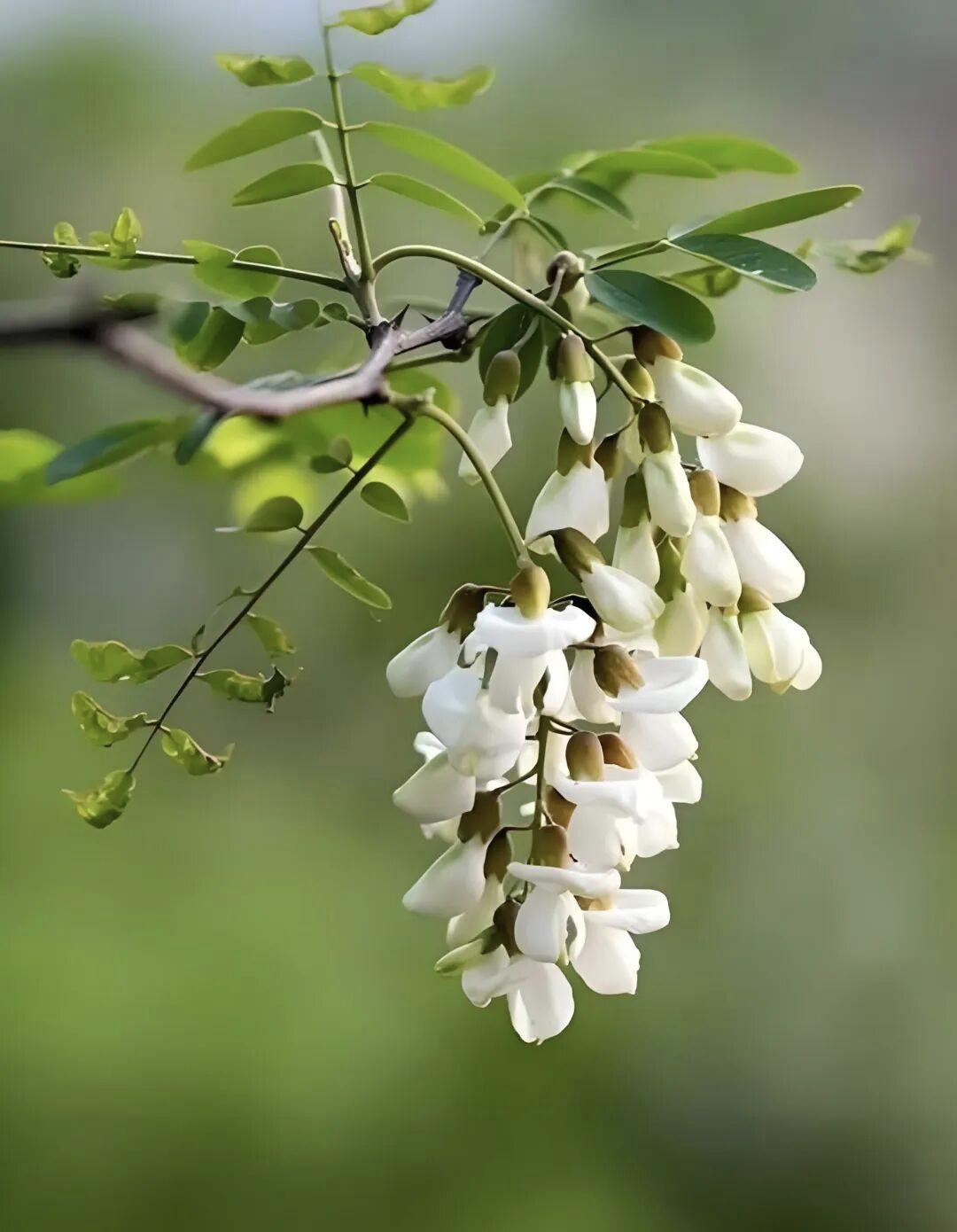 春日生活打卡季洋槐花已经开了，有同事跑几十里外的地方去，还带着一个折叠钩，并且还