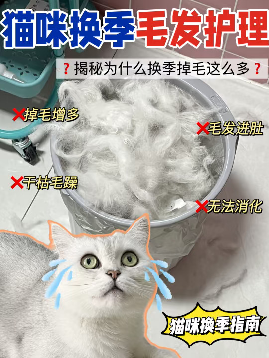 换季毛发护理！教你春夏交替猫咪护毛攻略！