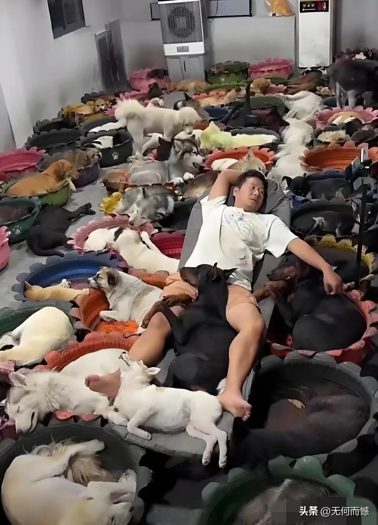 养这么多狗，如果都是当宠物养的话，的确是有些多了，在这么狭小的空间之内，又养了这