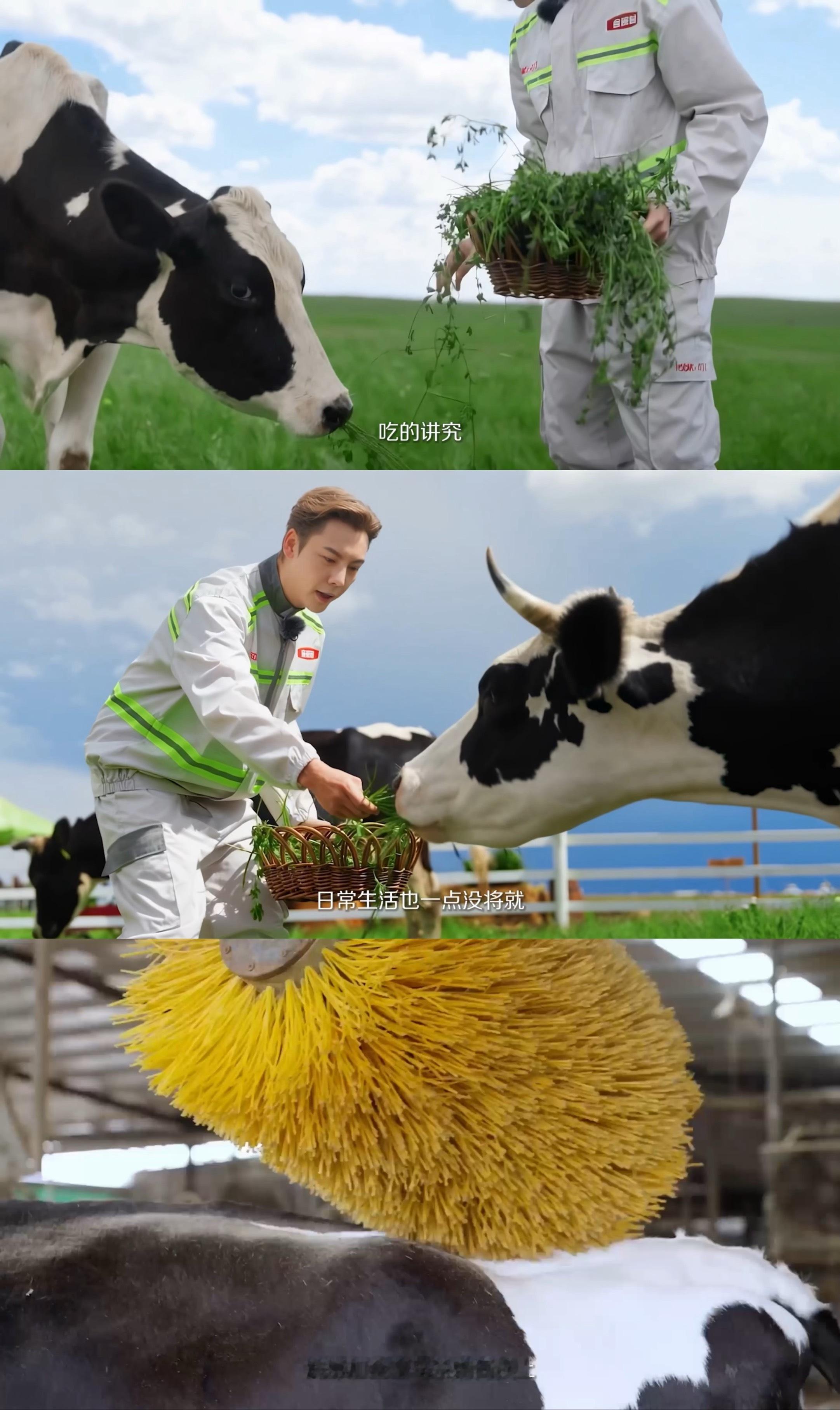 奶牛进厂居然这么严格全球不到三成奶牛能拿到offer谁能想到进厂考核这么卷！全球