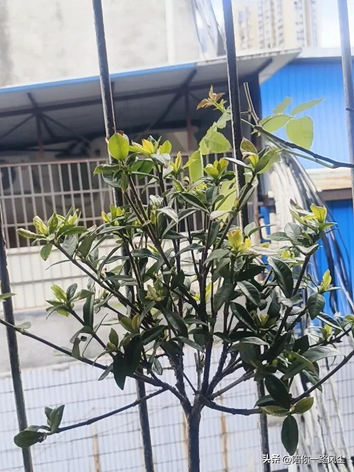 我真是服气了！


最近这棵小叶罗汉栀子花，似乎状态不好，好像要挂了，新叶子出现