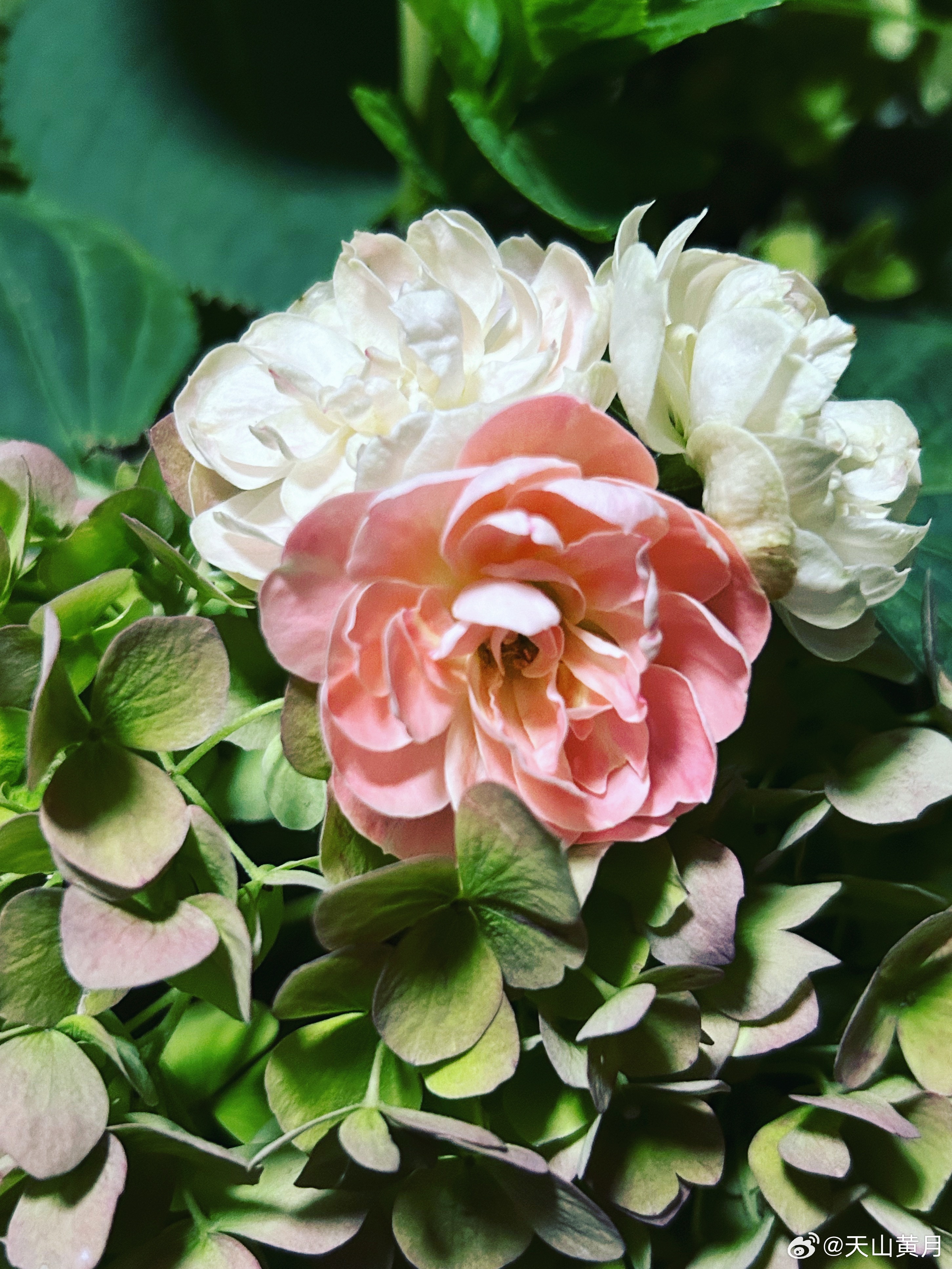 小花球 