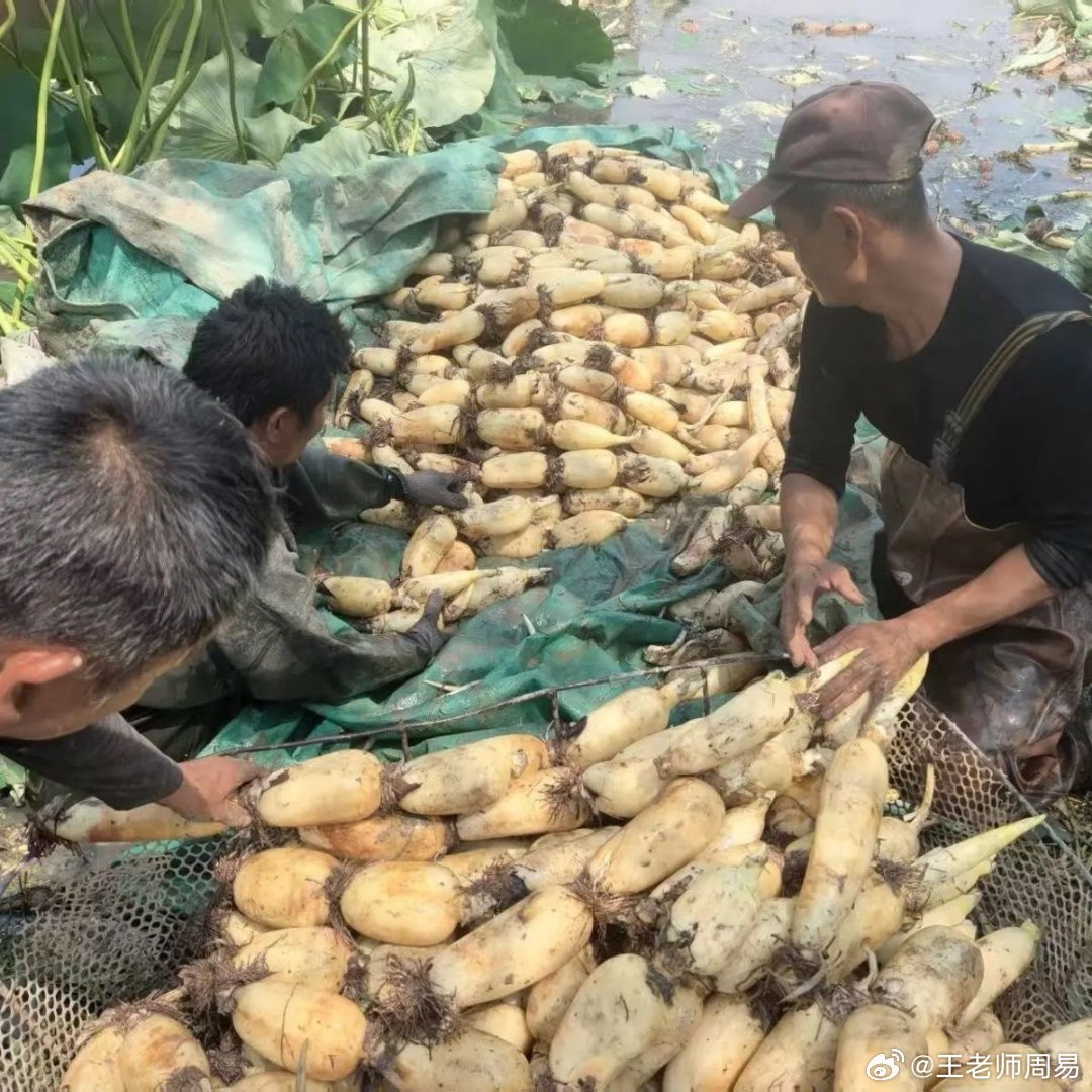 今日白露，从今天起，少吃这3种 “ 泄气 ” 的食物，越吃身体越虚作者：顾建新今