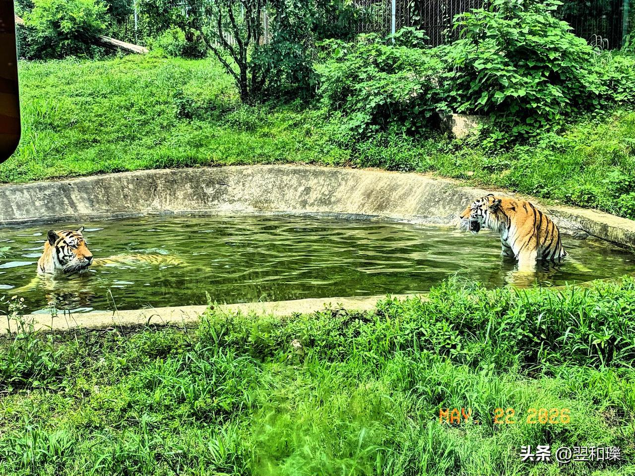天太热，东北虎都在池子里泡着。