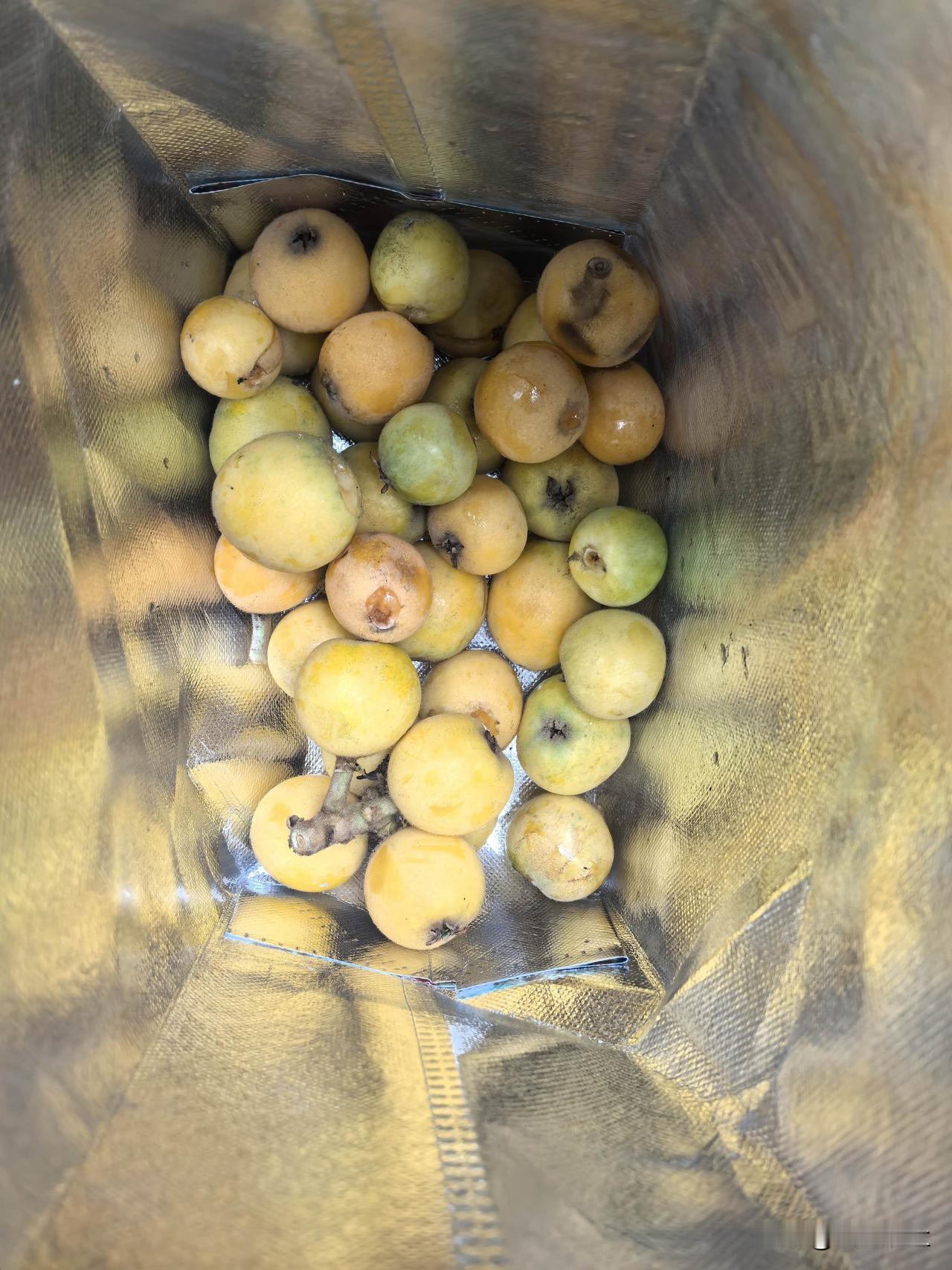最近在看很多人摘取路边的枇杷，然后回家吃，提醒下：鲜枇杷叶上易残留农残及虫卵等。