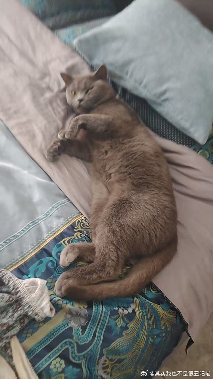 49084【丑猫】如此呢 