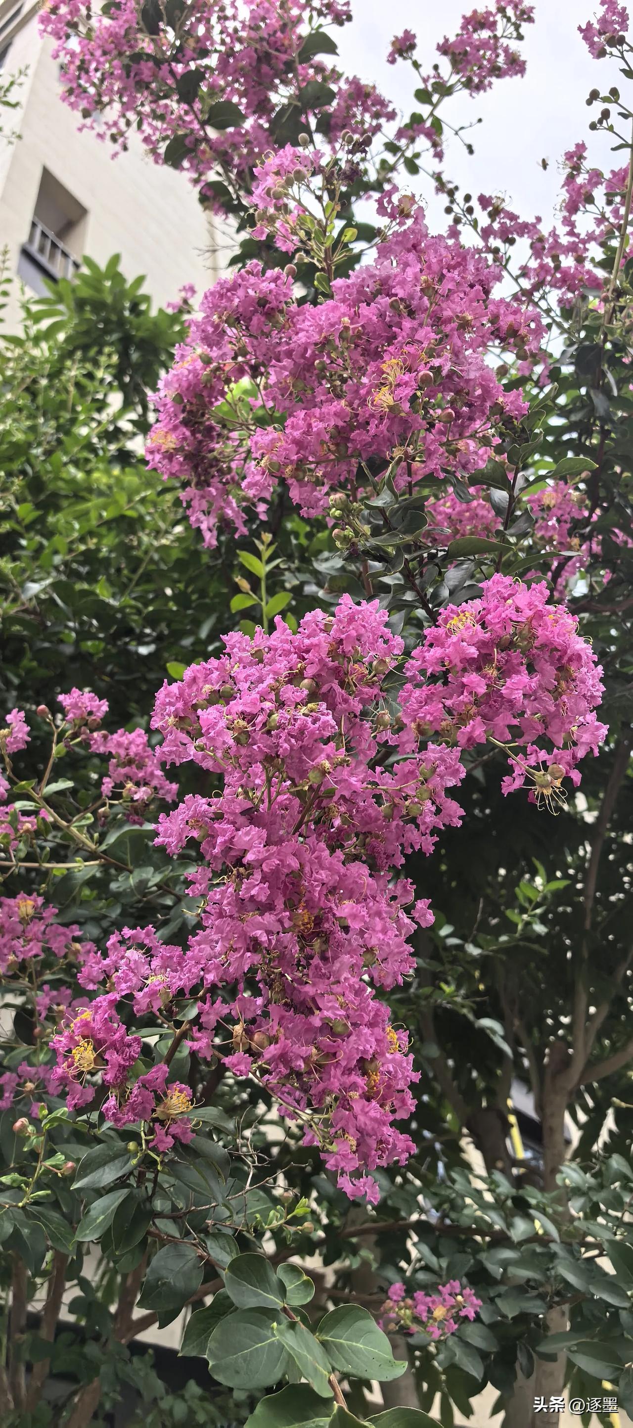 盛夏风起，这段时间高温一直在。但炎热的天气阻止不了紫薇花的热情，它们依旧悄然绽放