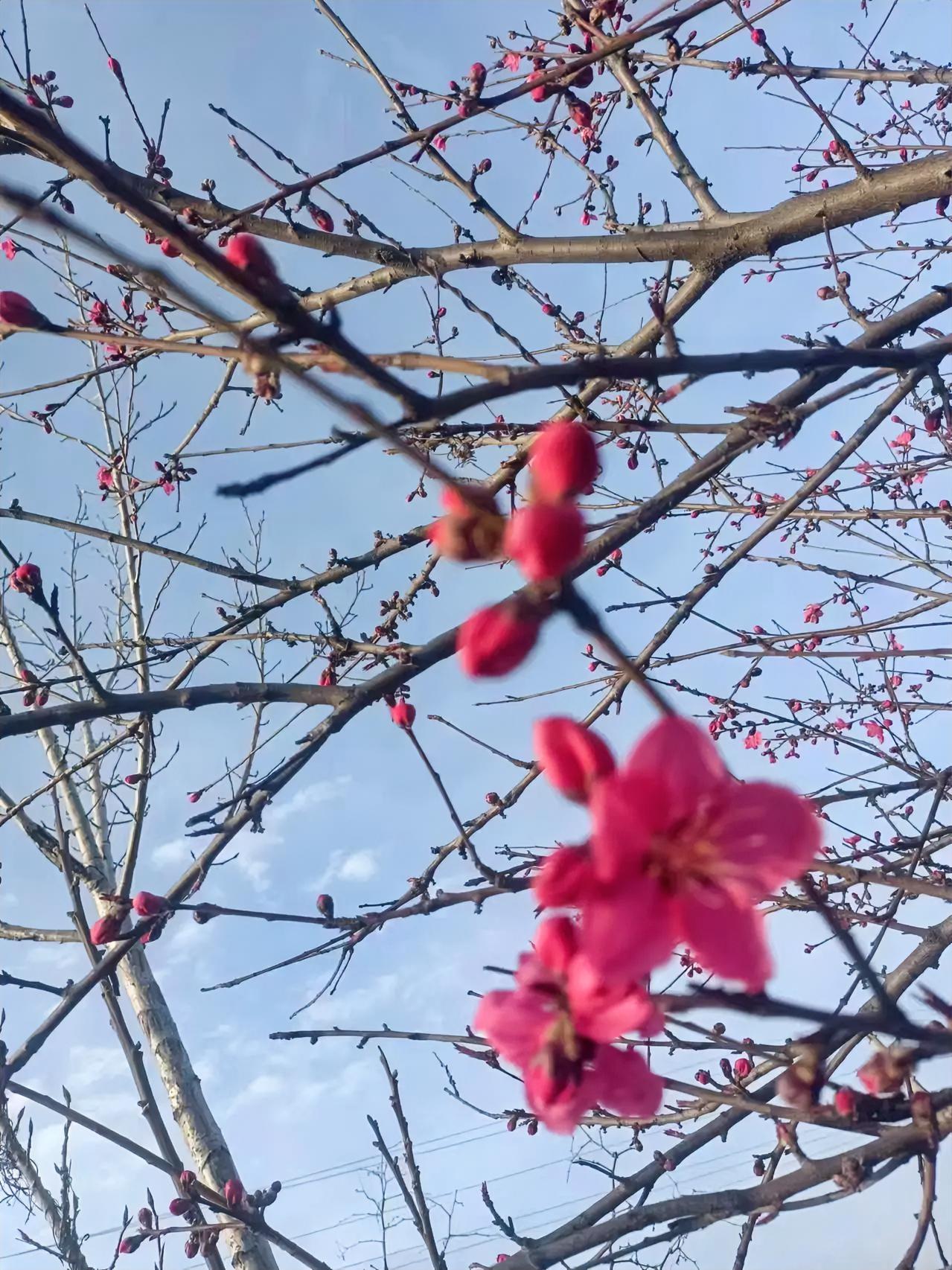 今天的天气真好，在游玩的路上看见路边的桃花儿开了，随手拍一张哇，我的天呐，看了会