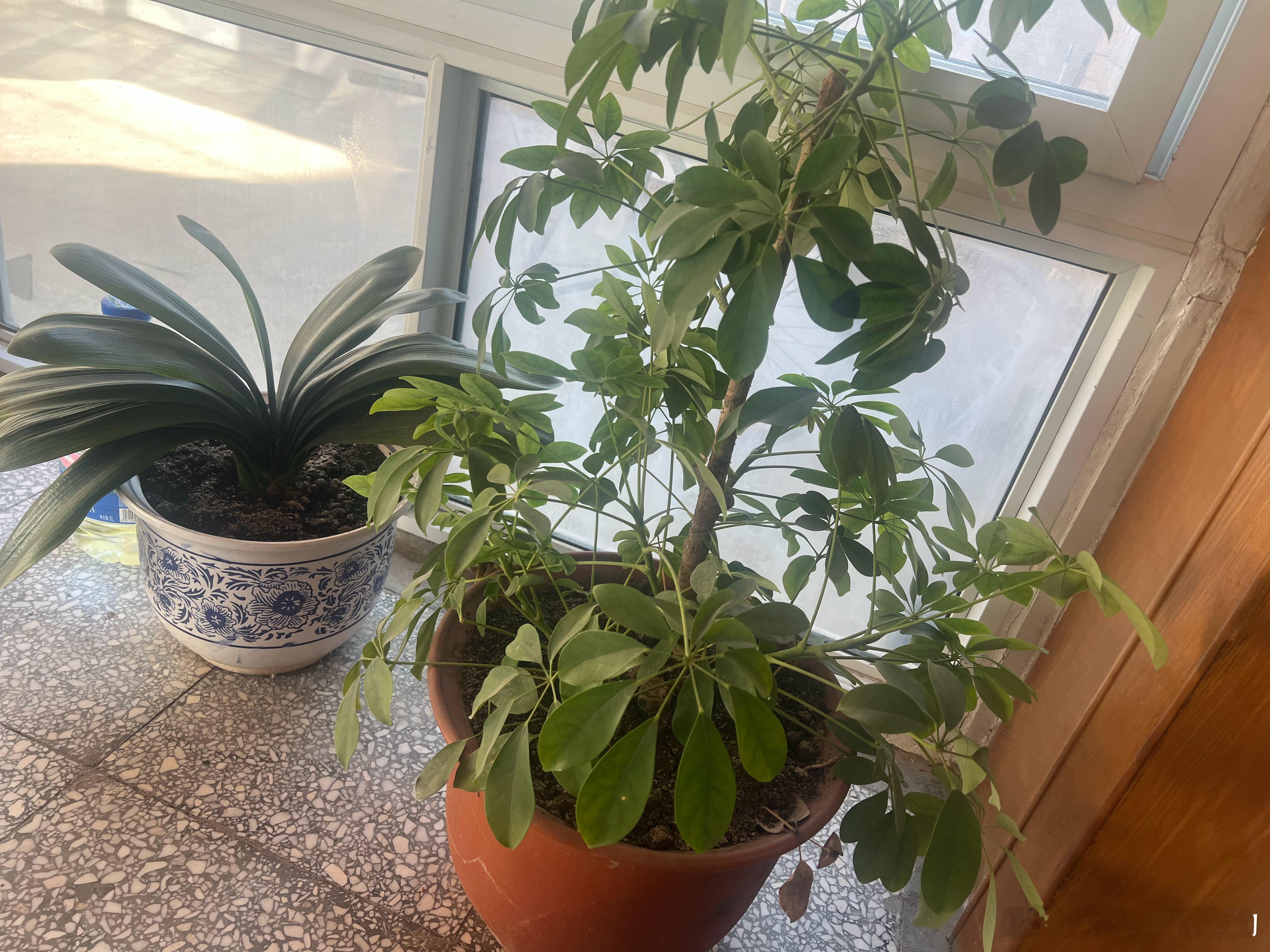 自家养的鹅掌木长势喜人，新叶冒不停，浓绿叶片往四周舒展，看着就满心欢喜。自家绿植