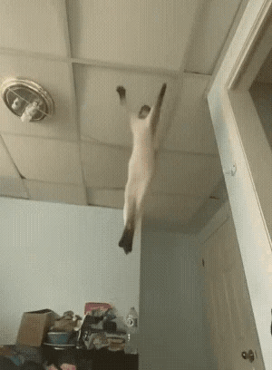以防你们没见过猫猫骑士踢： ​​​