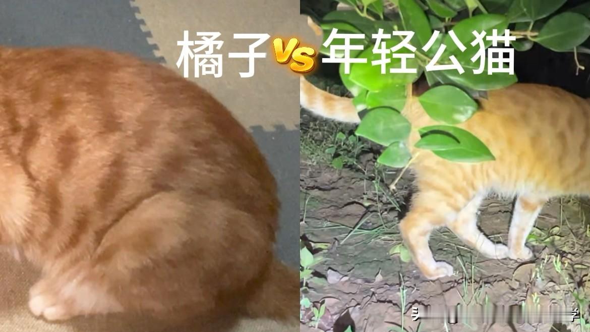 认错橘子这件事，哪里不对？视频里没说的 3 个‘认错实锤’，现在越想越戳人：
