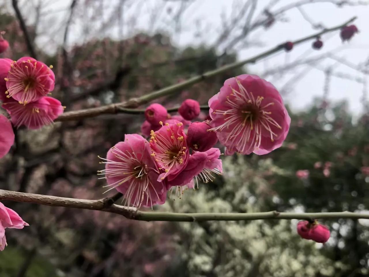 燕语衔来君笑颜
文/冰笑
谁裁芳信到人间，
昨夜飞雪增轻寒。
望雪飞舞到人间，