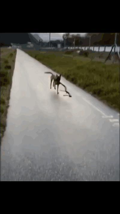学生：什么是勾股定理。
老师：请看GIF