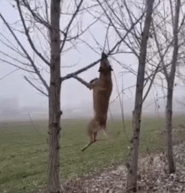 这不就是活生生的犟种吗？[看]