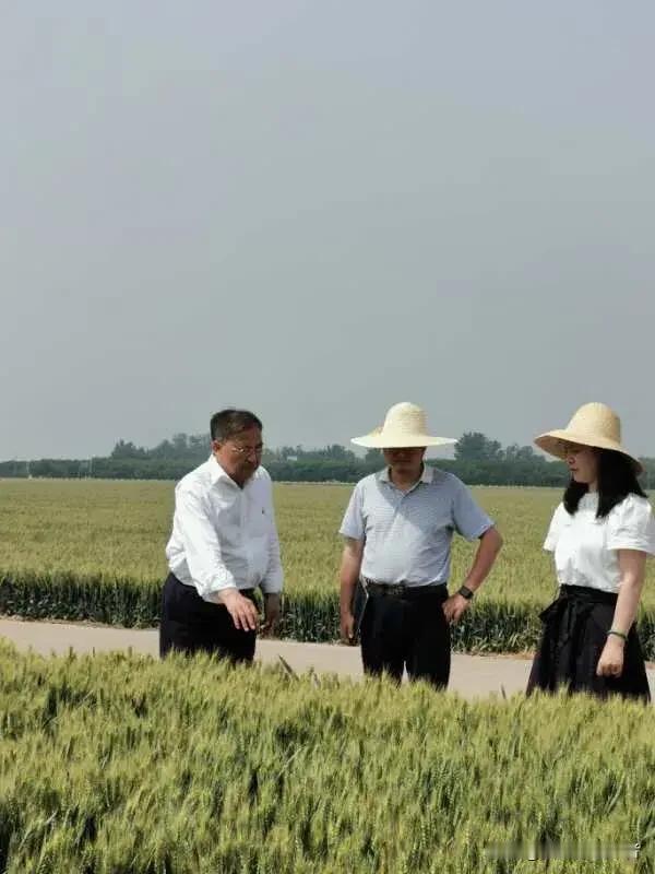 科技深耕田间，夏收夏管双线发力筑牢粮食丰收底盘
 
一年农事看夏收，仲夏时节的田