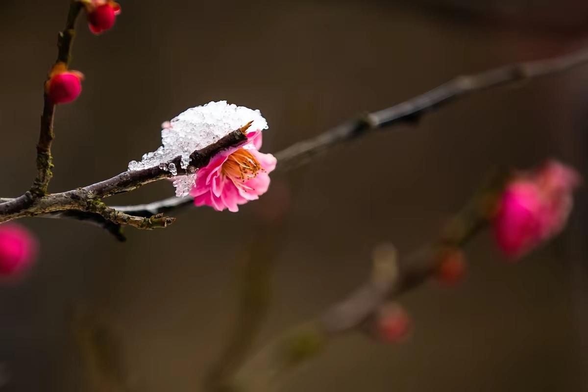 上联：雪里红梅惊墨客，
下联：疏影横斜报春来。