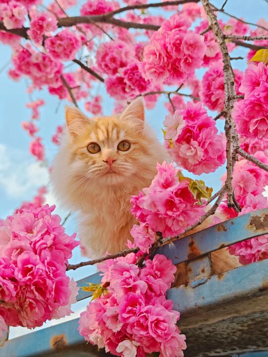 两个月辗转六地，十张春花和猫得意之作