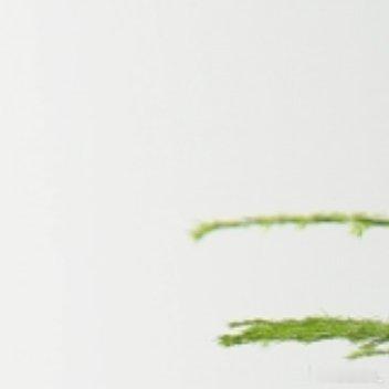 种植 🌽 许愿是晴天_ 文竹种植方法一、配土与上盆土要疏松透气微酸性：腐叶土: