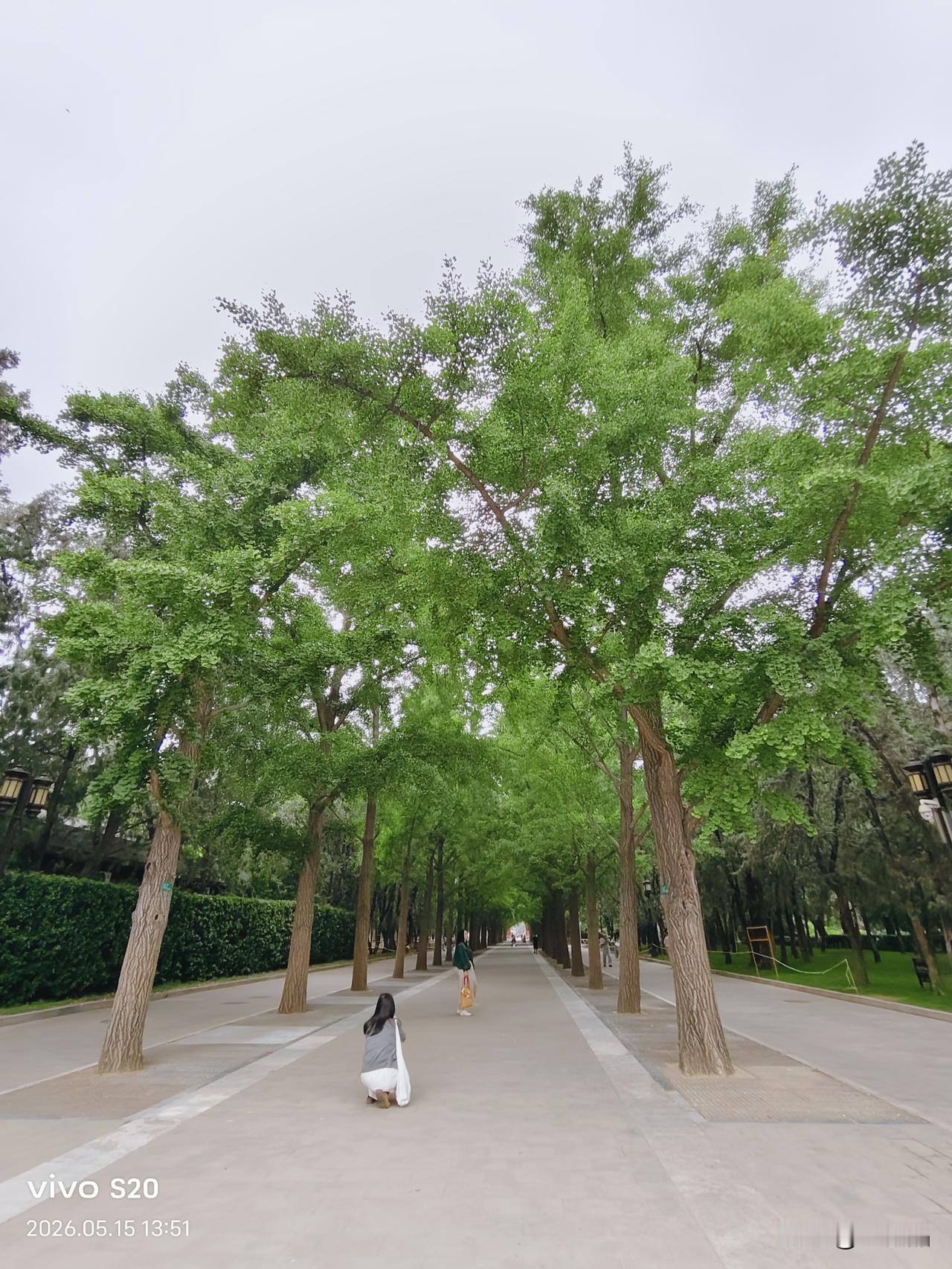 地坛公园的鸽子不怕人，我追着它走，它也没有躲我的意思。今天午餐后来到地坛公园
