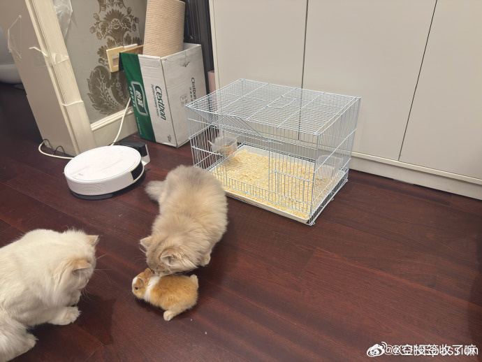 幻视成鼠鼠！定睛一看是只越狱萌兔，俩猫正在现场围观。笼子敞着，可爱关不住。第一眼