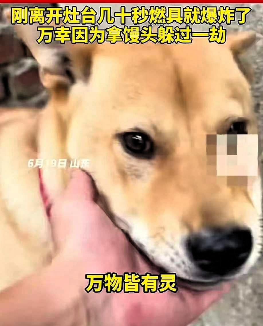 6 月 19 日，山东一男子在家煮粽子时，家里的大黄狗突然狂叫不止，主人以为是大