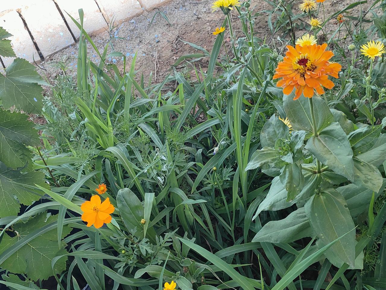 分享你随手拍的风景一方小院，野花肆意生长。各色百日菊迎着夏日静静开花，不必精心雕