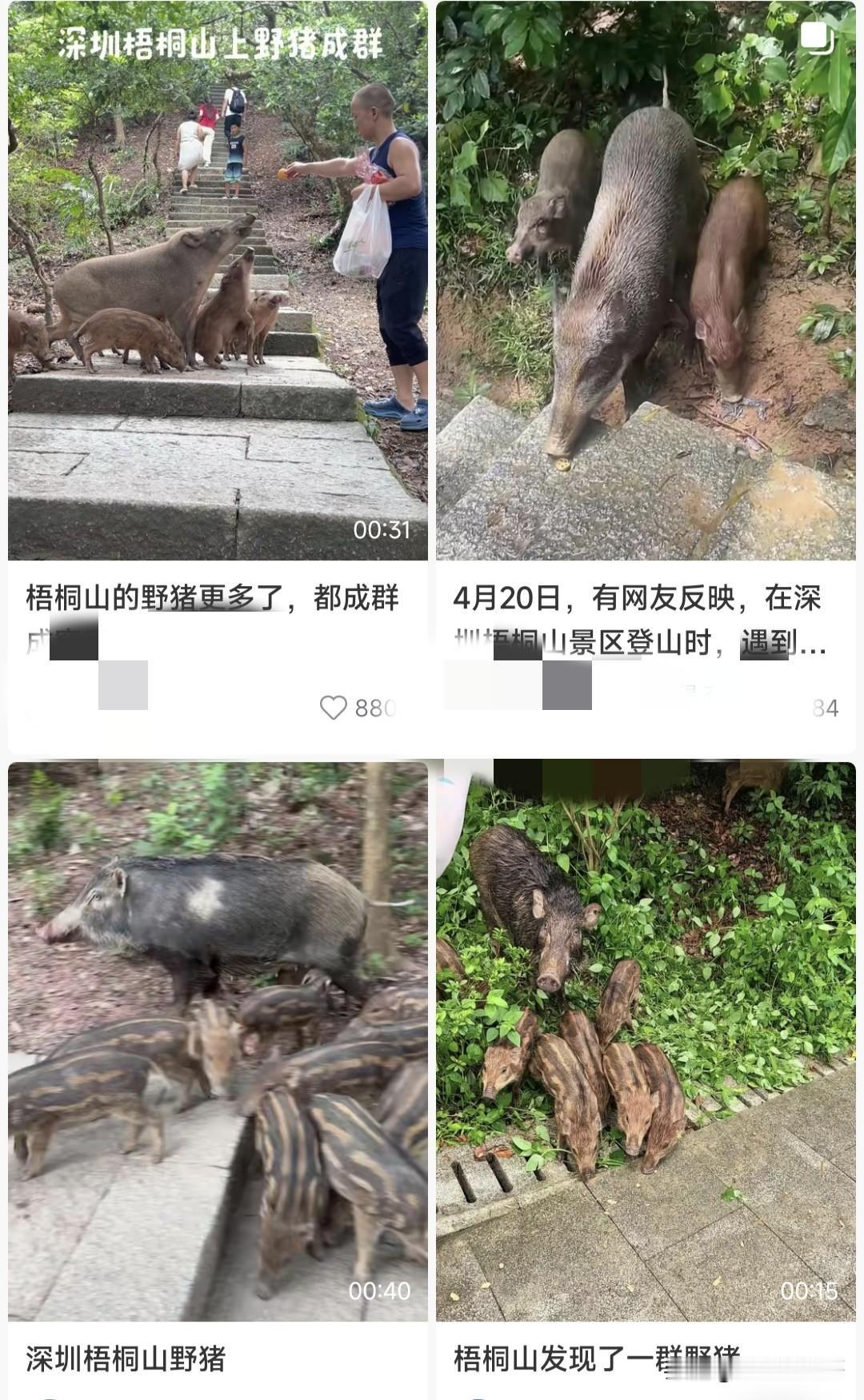 对于深圳梧桐山的野猪，我没觉得这是人与自然和谐相处，这东西繁殖的太快了，应该采取