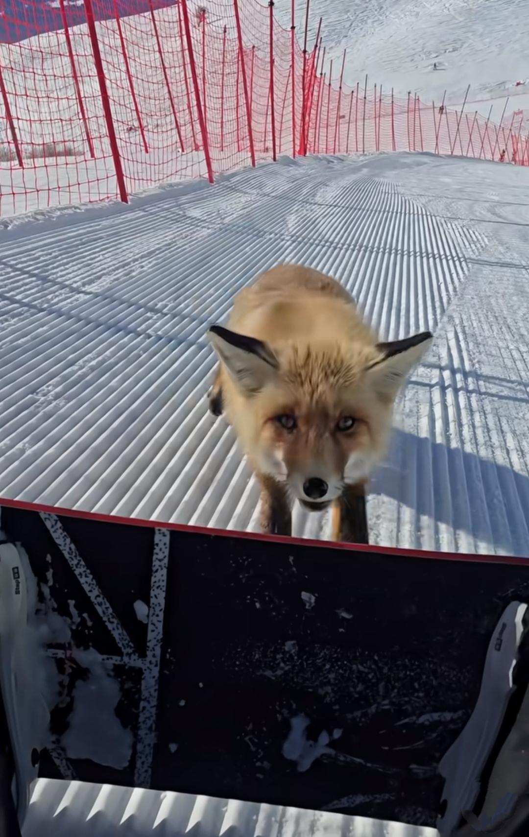 新疆禾木吉克普林滑雪场，一只小狐狸咬人的视频，引起了我的好奇！

它似乎特别喜欢