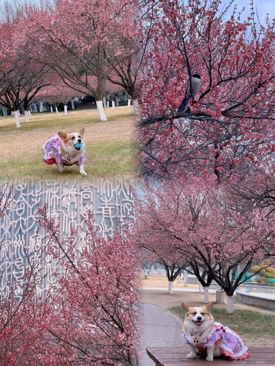 合肥梅花林的毛孩子🌸