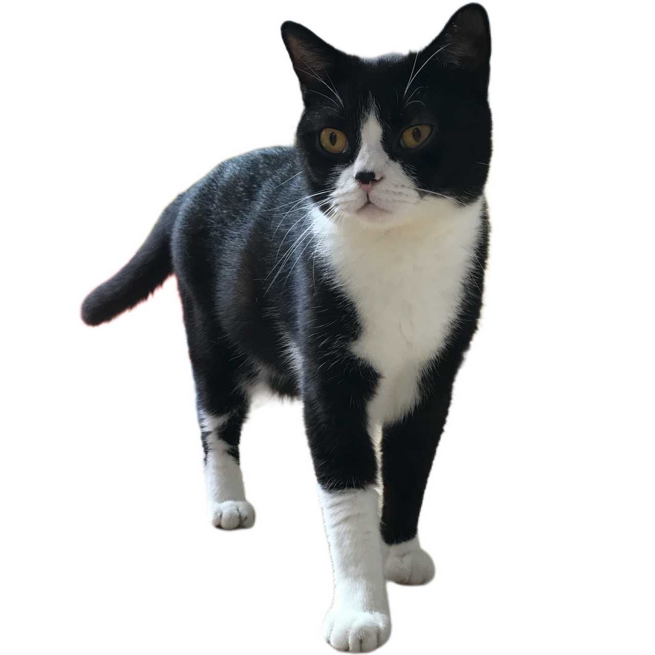 “放只包包在这监督所有人”daily奶牛猫 （投稿：） 