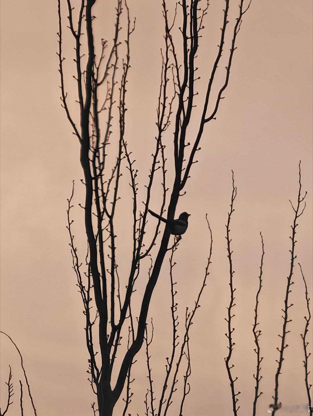 枯藤老树昏鸦。 中卫