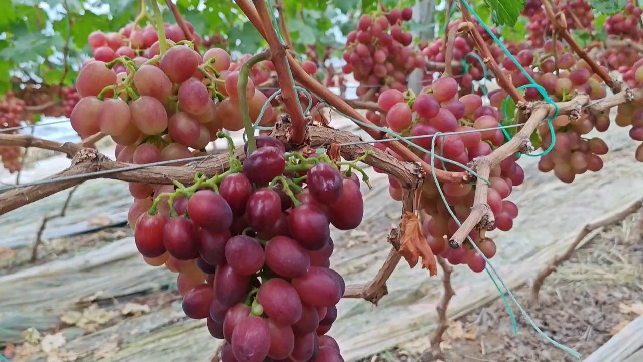 🍇老于总结了春红四号早熟葡萄用钾肥的几个关键时间点，掌握好能让葡萄提前上市、品