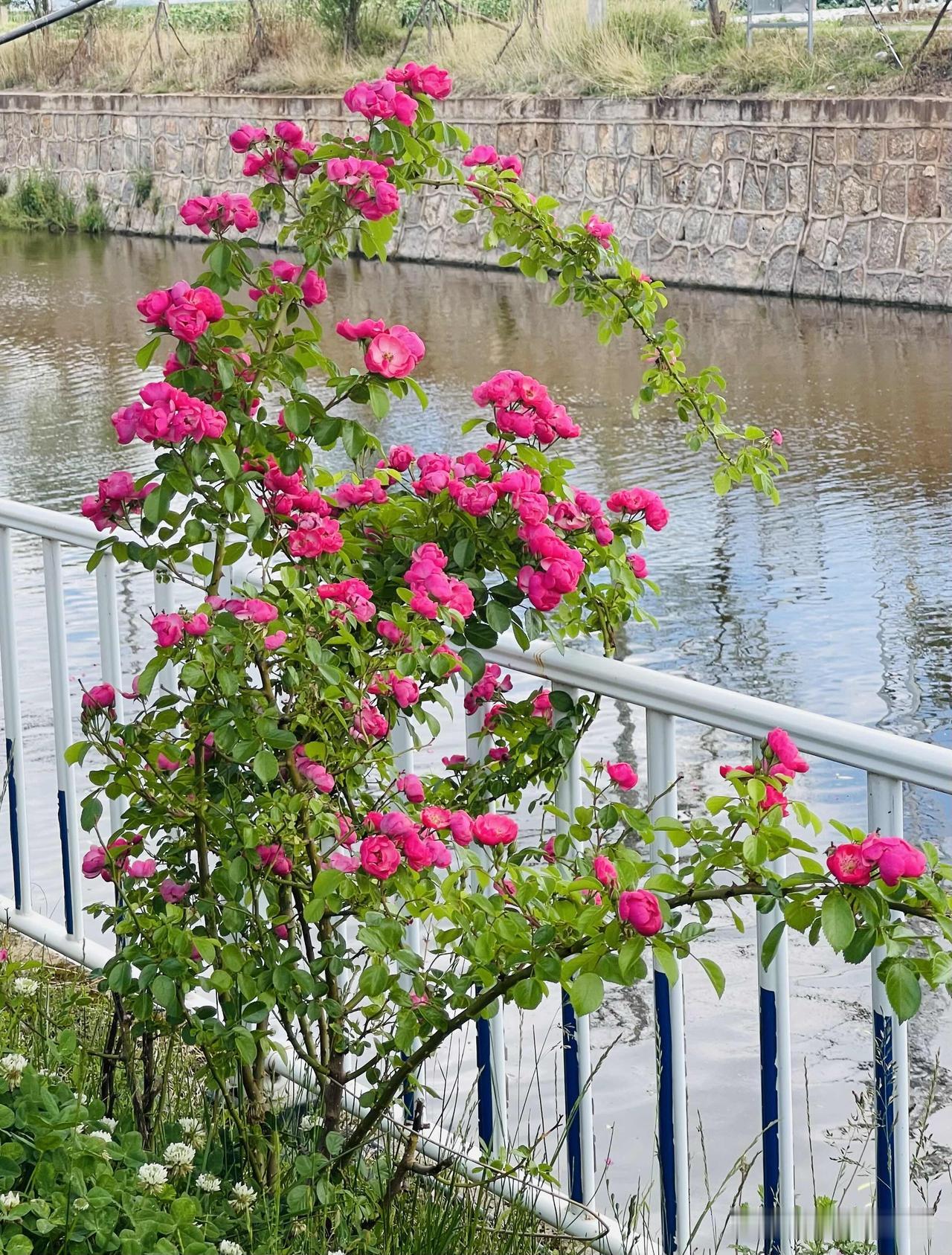 云南大理剑川县盘龙公园，鲜花盛开，芳香迷人