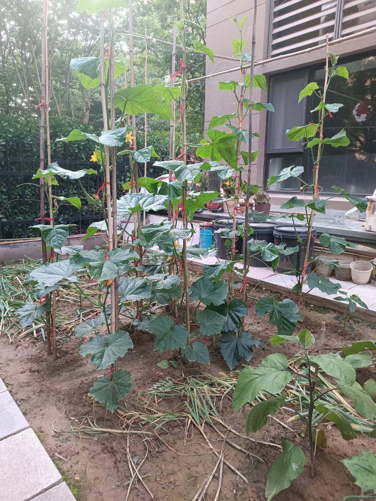 [玫瑰]分享我家的小菜园[福]
每日打理家门口的小菜园，看着黄瓜开花结果，番茄渐