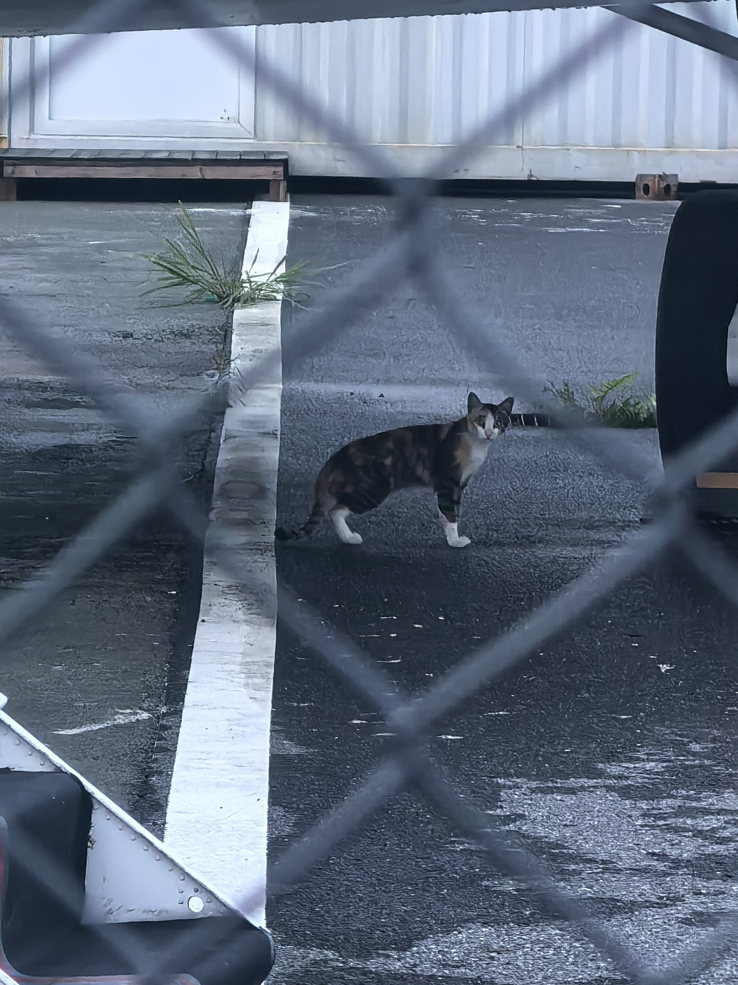 咪咪，你买票了吗？ 深圳·空中的士私人飞机城市展厅