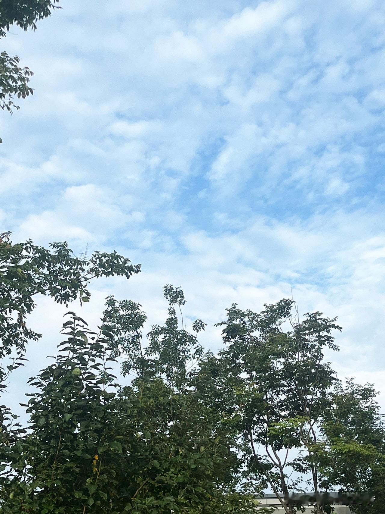 蓝天、白云、绿叶相约在这个夏季。