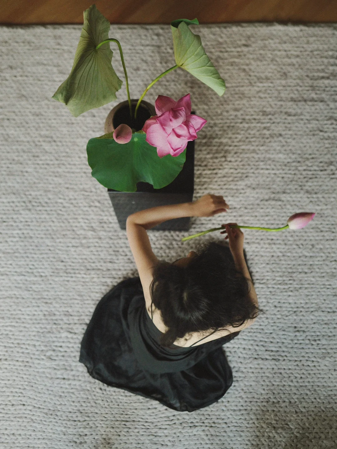 夏荷绽放，凝一方深邃潭水