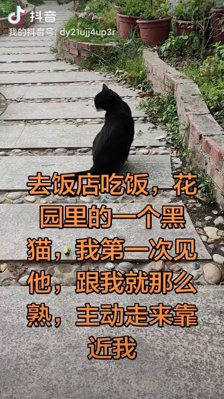 去饭店吃饭，花园里的一个黑猫，我第一次见它，跟我就那么熟，主动走来靠近我。