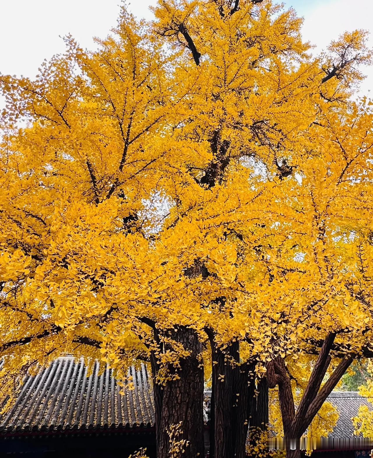 
红螺寺的银杏超级哇塞
也是长枪短炮超级多的地方
它位于北京市怀柔区，占地面积达