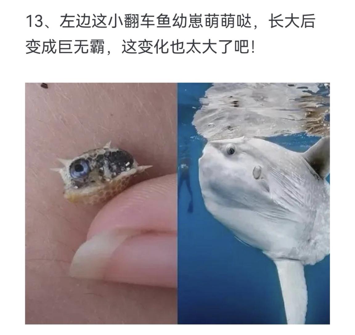 左边这小翻车鱼幼崽萌萌哒，长大后变成巨无霸，这变化也太大了吧