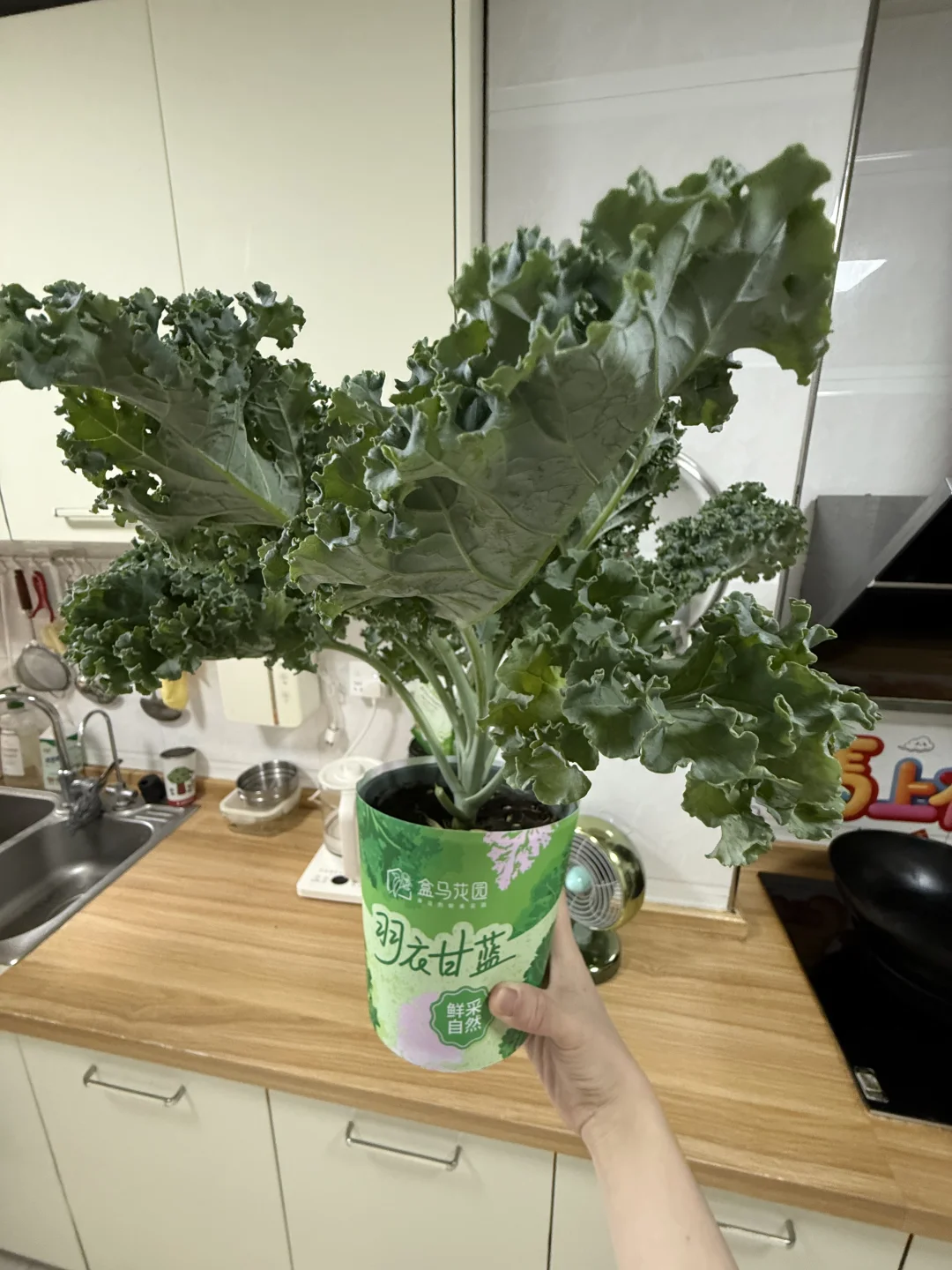我妈居然在盒马买了一盆羽衣甘蓝！