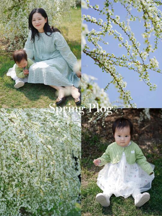 第一次看见瀑布般的雪柳，就在杭州这里