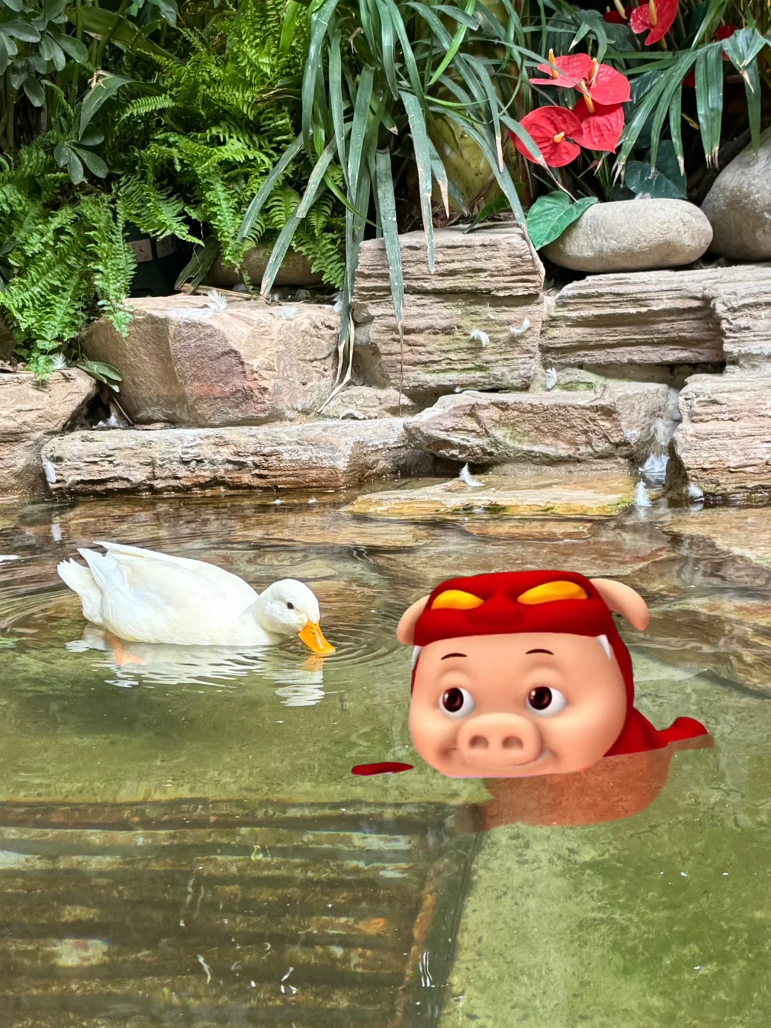 惊现野生小猪