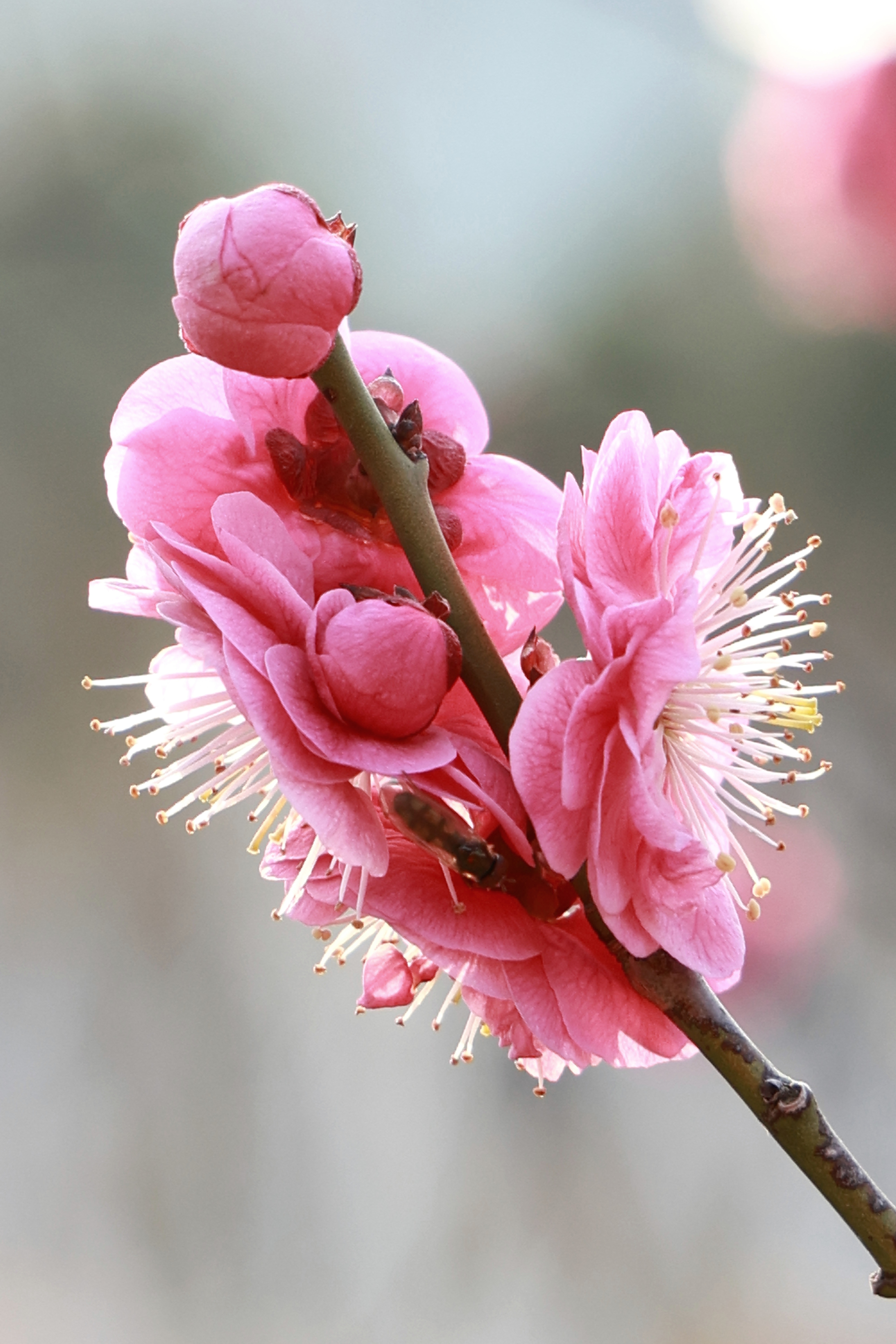 一不小心美成了一幅国画春天来了，花开了，你准备好了吗？（摄影：李强）  ​​​