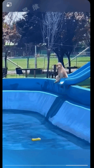 狗子叹气:
实在不敢反抗啊，
否则便宜狗粮都吃不上了！