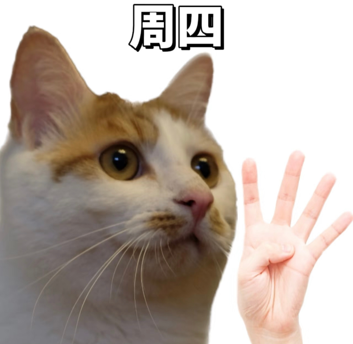 今天星期四，明天星期五，再坚持一天，然后星期天»» 𝗺𝗼𝗿𝗻𝗶𝗻𝗴