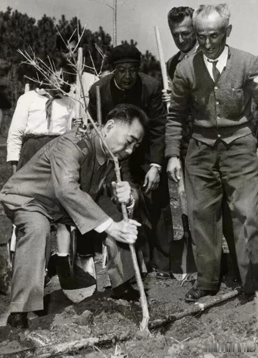 1964年3月3日，由周总理亲自栽的油橄榄树，现如这棵树已经经过了62年的风风雨
