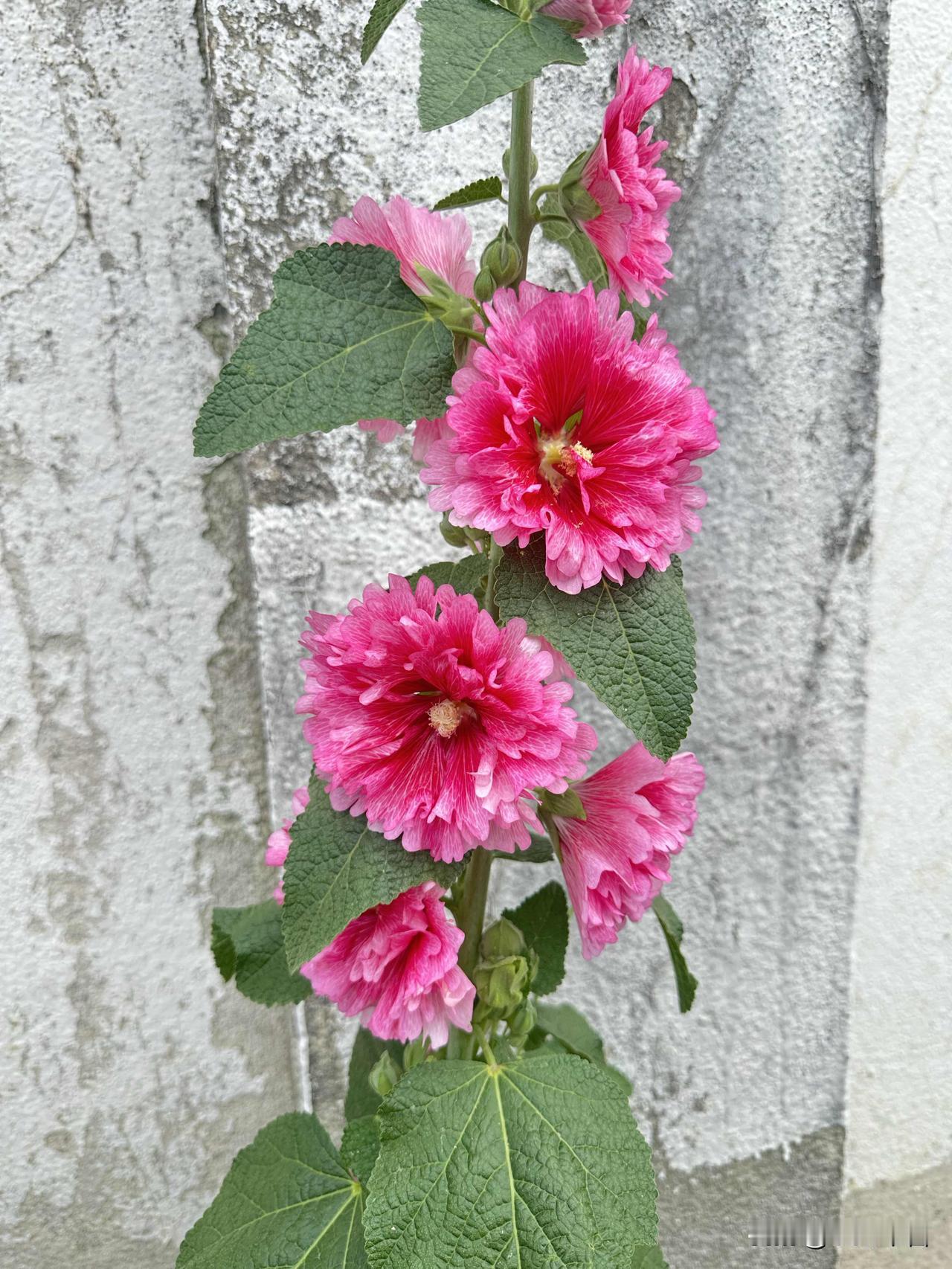 粉嫩的花朵，绽放在墙边，自然之美尽显！🌸🌸🌸