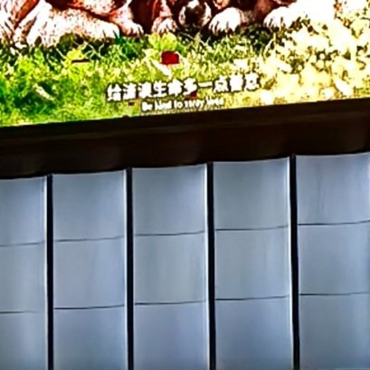 舞台上玫瑰绽放耀眼光芒，我与你总会相逢𝑹𝒐𝒔𝒆𝒔 𝒔𝒉𝒊𝒆 ?